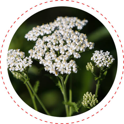 yarrow diabetes support