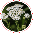 yarrow herb for blood sugar