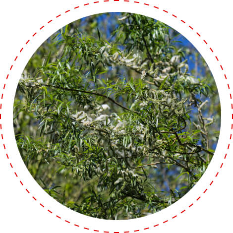 retinal health ingredient