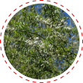 white willow eye support
